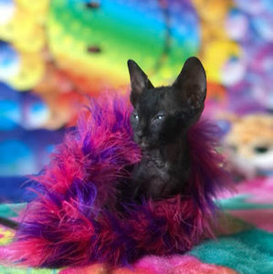 Meet your Posher, Felipe